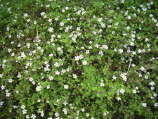 Sutera pauciflora (phlox rampant)