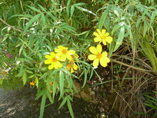 Tagetes lemmonii