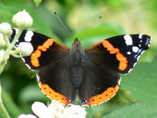 Vulcain : Vanessa atalanta