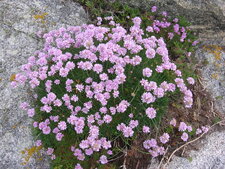 Armeria maritima 