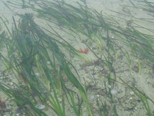 Zostere marine (Zostera marina)