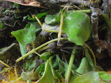 Tegenaria atrica