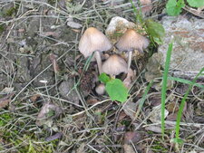 Champignons 
