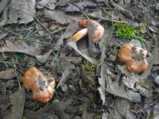 Champignons 