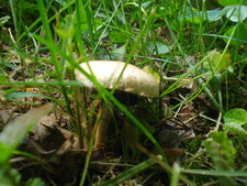 Champignons 