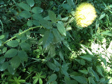Fleur sauvage à épines