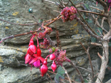 Galle du fuchsia (Aculops fuchsiae Keifer.)