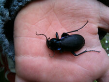 Carabidé du genre Carabus