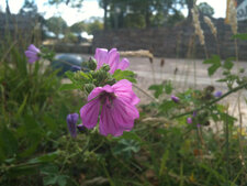 Mauve