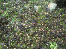 Mesclun d