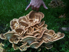 Champignon