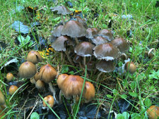 Champignons