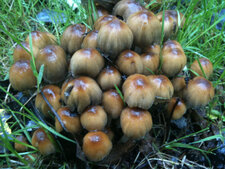 Champignons