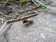 Abeille des sables - Colletes