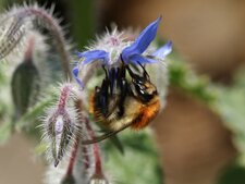 Bourdon des champs