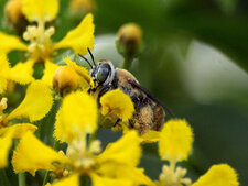 Abeille Centris
