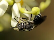 Abeille Halicte femelle