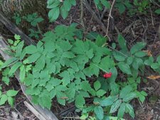 Actaea rubra-Montérégie