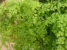Adiantum