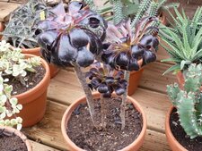 Aeonium arboreum