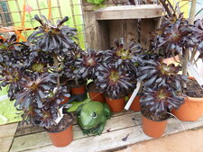 Aeonium