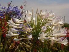 Agapanthe blanche - Agapanthus umbellatus