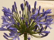 Agapanthe bleue