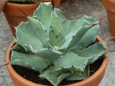 Agave