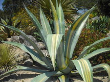 Agave américana