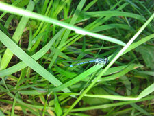 Agrion