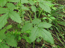 Agrimonia gryposepala-feuille