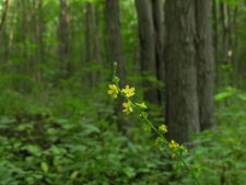 Agromonia gryposepala-épi floral