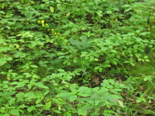 Agrimonia gryposepala-plante