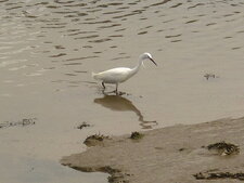 Aigrette garzette