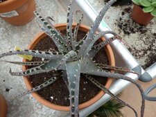 Aloé arborescens