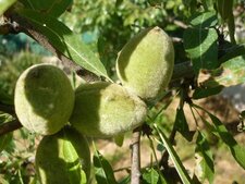 Amandes douces
