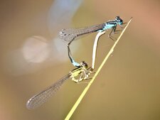 Amour de demoiselle...