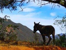 Burro
