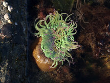 Anemonia viridis