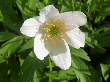 Anemone des forêts