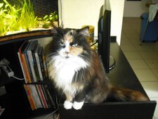Angora tricolore