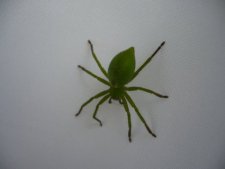 Araignée verte - Micrommata virescens