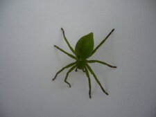 Araignée verte - Micrommata virescens