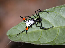Micrathena schreibersi 