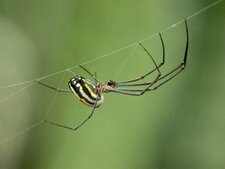 Araignée Leucauge sp