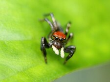 Salticidae à la tête rouge