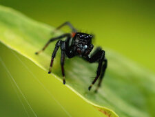 Petite araignée Salticidae