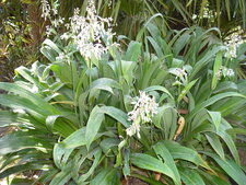 arthropodium cirrhatum