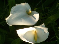 Arums