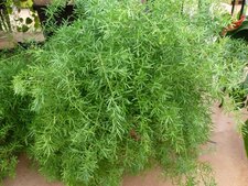 Asparagus
